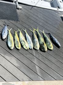 Mahi Mahi 
