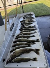 Amazing Trip – Limit of Walleye in 3 Hours!