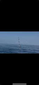 Sailfish went after, sailfish caught!! 