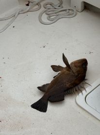 Amazing salmon fishing trip!!