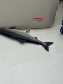 Amazing salmon fishing trip!!