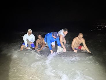 Exciting 11ft 2” Tiger Shark Catch