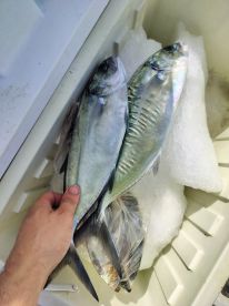 An amazing catch and experience 