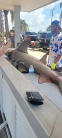 Caught a huge Bull shark!