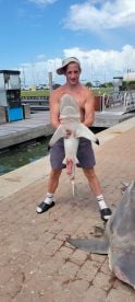 Caught a huge Bull shark!