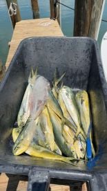 Mahi mahi 