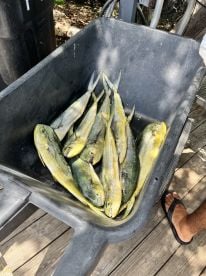 Mahi mahi 
