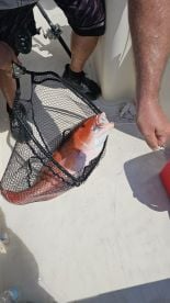 This was a fish on experience 