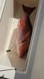 This was a fish on experience 