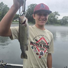 Rainbow trout