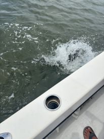 Tarpon and Shark