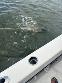 Tarpon and Shark
