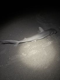 3 sharks 