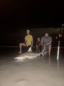 3 sharks 