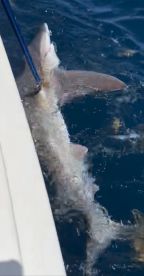 Great day\u2026 Lots of fish!