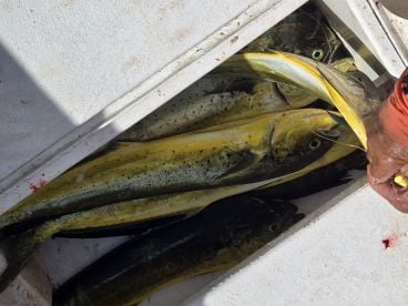 10 Nice Dorado within the first hour!!!!