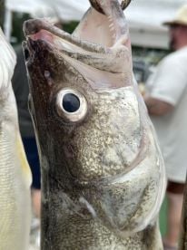 You want fish!