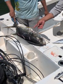 Gigantic fish!