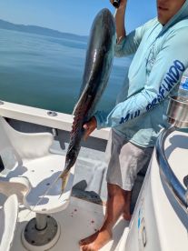 Gigantic fish!