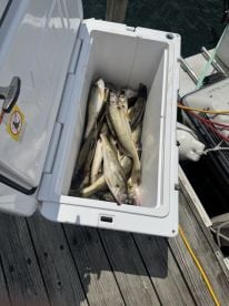 Fresh Catch