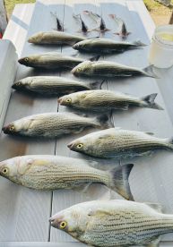 Fishing Trip  