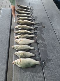 Caught a baker's dozen