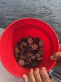 Awesome scalloping.
