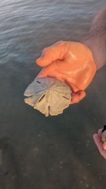 Shelling