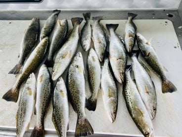 Speck-tacular Trip