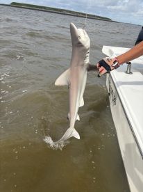 Jekyll Island - Capt. Andy Hicks