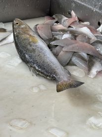 Catching fish was simple and fun with capt John 