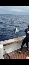 Caught a blue marlin