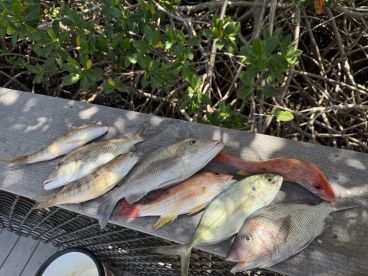 Fish