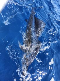 3 sailfish 