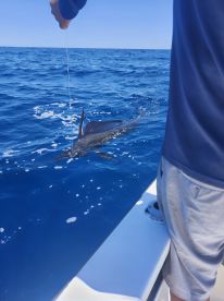 3 sailfish 