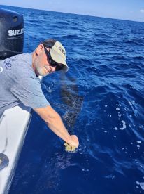 3 sailfish 