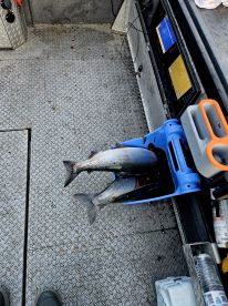 Sockeye run