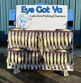 Plenty of Walleye!