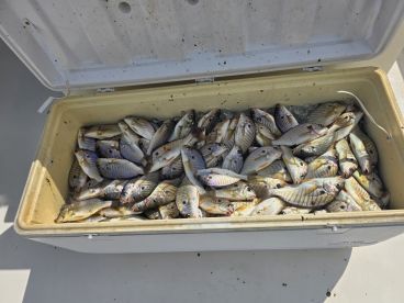 Great fishing trip.  Excellent outing with Captain Weems  and 1st mate.