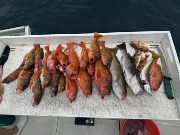 Excellent half day trip with LA Sportfishing