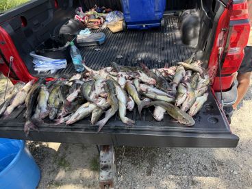 Here Fishy Fishy