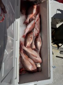 Great trip with limits of snapper. 