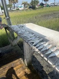 Mackerel and Bluefish 