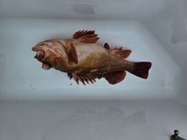 Fish on!!