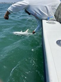 Great time. Caught multiple fish on a short excursion.