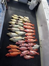 Caught lots of fish