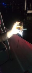 Best charter 