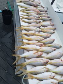 Lots of fish