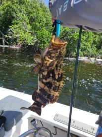 A nice haul for dinner...and lunch