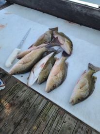 A nice haul for dinner...and lunch